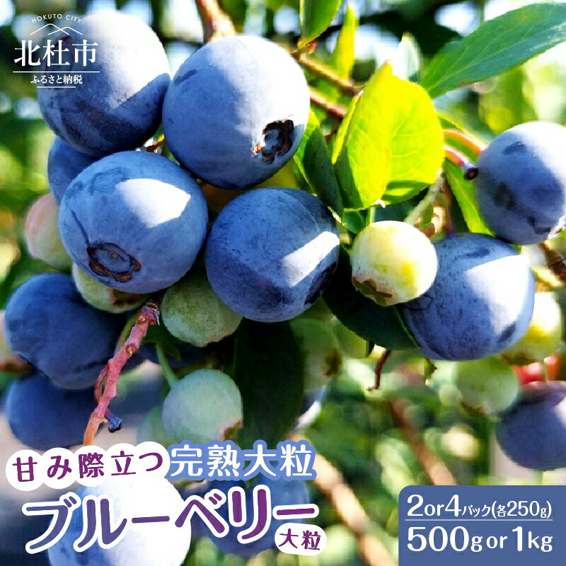 ブルーベリー 完熟 大粒 【2026年先行予約】 選べる容量 計500g 計1kg ラビットアイ・ブルーベリー 甘い フルーツ くだもの 冷蔵 ヨーグルト パンケーキ トッピング 期間限定 7月～8月発送 山梨県 北杜市 送料無料