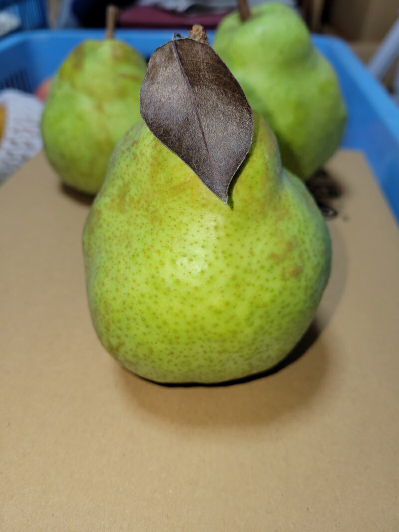 【ふるさと納税】 西洋梨 先行予約 選べる容量 2kg 3kg ラ・フランス シルバーベル 期間限定 数量限定 山梨県産 八ヶ岳高原 有機肥料 低農薬 甘い ラフランス 梨 フルーツ 果物 青果物 送料無料 【2025年先行予約】 サムネイル3