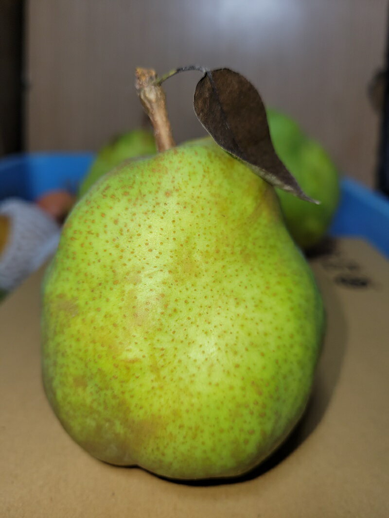 【ふるさと納税】 西洋梨 先行予約 選べる容量 2kg 3kg ラ・フランス シルバーベル 期間限定 数量限定 山梨県産 八ヶ岳高原 有機肥料 低農薬 甘い ラフランス 梨 フルーツ 果物 青果物 送料無料 【2025年先行予約】 サムネイル2