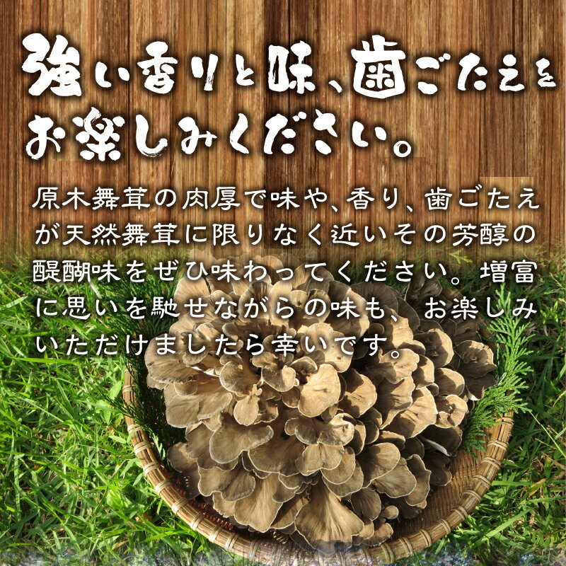 【ふるさと納税】 令和7年産 舞茸 原木舞茸 まいたけ きのこ キノコ 肉厚 選べる容量 約450g 約1kg 期間限定 人気 家庭用 ナラの木 芳醇 新鮮 山梨県 北杜市 須玉町産 増富天空の舞茸 送料無料 - 画像3