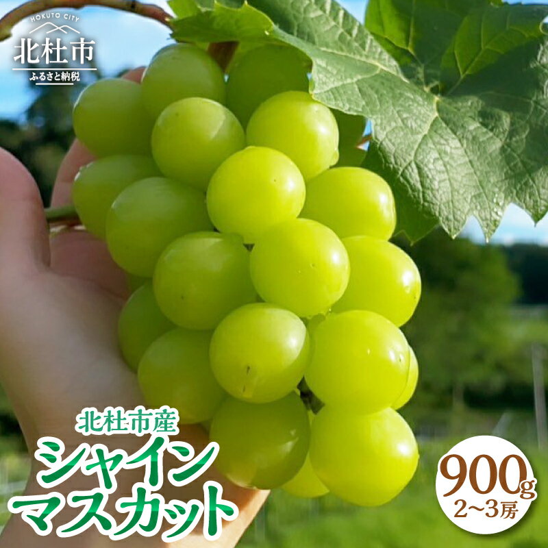 シャインマスカット 900g 2～3房 山梨 数量限定 期間限定 フルーツ 2026年発送 先行予約 ぶどう ブドウ 葡萄 瑞々しい ジューシー 北杜市産 果物 マスカット お取り寄せ 送料無料