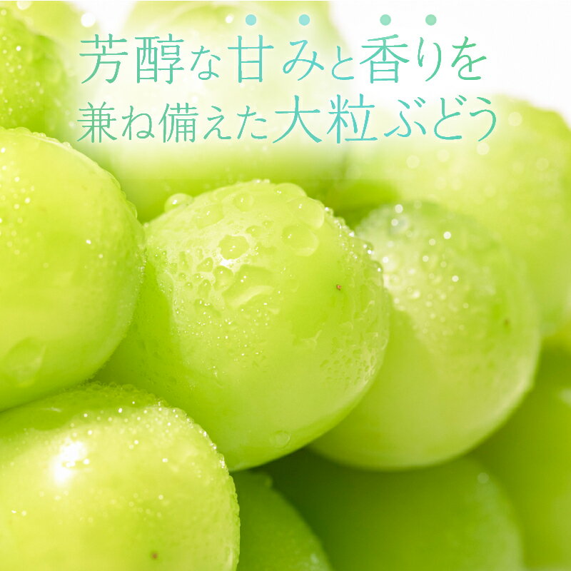 【ふるさと納税】 シャインマスカット 1.2kg 3～4房 北杜市産 【2026年発送】特選 マスカット ぶどう 葡萄 種なし フルーツ 果物 お楽しみ みずみずしい 家庭用 贈答用 お取り寄せ 数量限定 期間限定 八ヶ岳南麓 山梨県 北杜市 送料無料 - 画像2