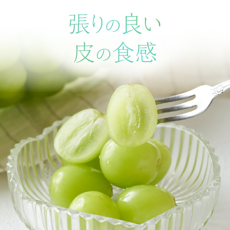 【ふるさと納税】 シャインマスカット 1.2kg 3～4房 北杜市産 【2026年発送】特選 マスカット ぶどう 葡萄 種なし フルーツ 果物 お楽しみ みずみずしい 家庭用 贈答用 お取り寄せ 数量限定 期間限定 八ヶ岳南麓 山梨県 北杜市 送料無料 - 画像3