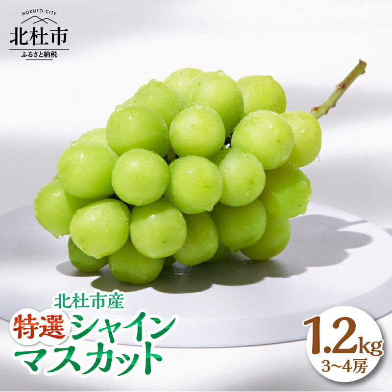 シャインマスカット 1.2kg 3～4房 北杜市産 【2026年発送】特選 マスカット ぶどう 葡萄 種なし フルーツ 果物 お楽しみ みずみずしい 家庭用 贈答用 お取り寄せ 数量限定 期間限定 八ヶ岳南麓 山梨県 北杜市 送料無料