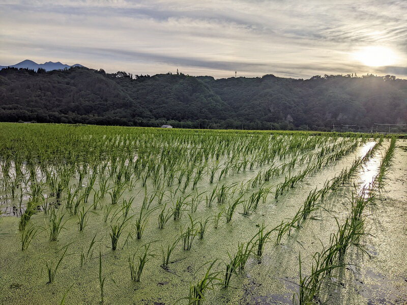 【ふるさと納税】 米 令和7年度米 白州米 亀の尾 3kg 選べる種類 白米 玄米 農薬不使用 化学肥料不使用 天日干し 幻の米 希少 低タンパク 山梨県 北杜市 送料無料 - 画像3
