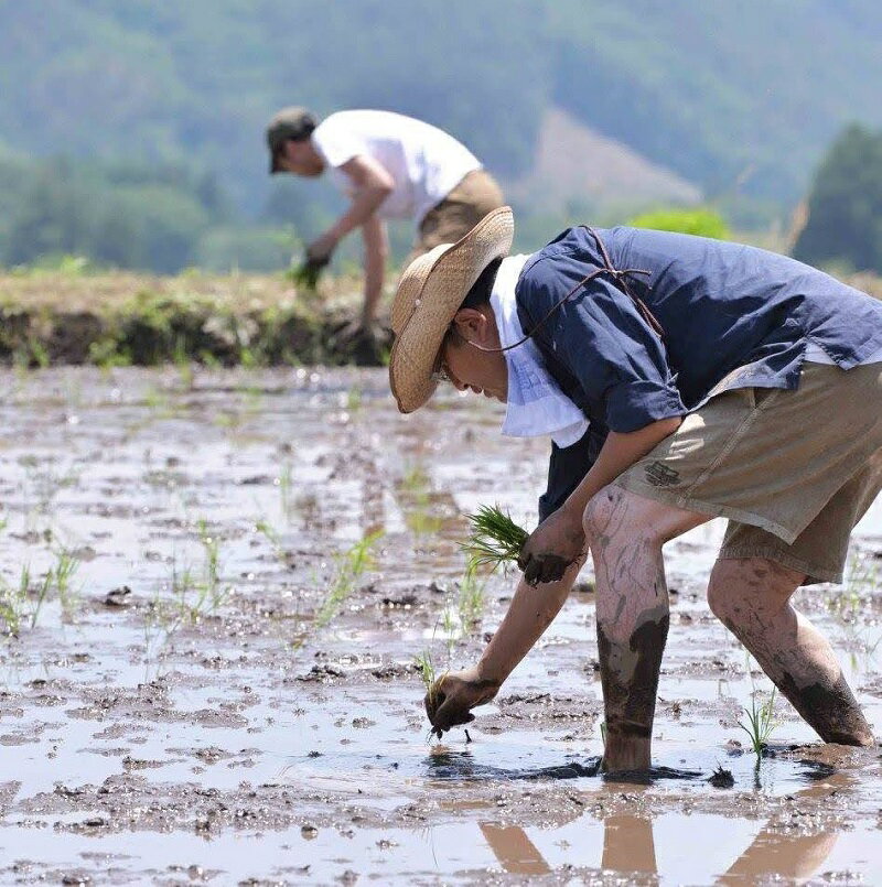 【ふるさと納税】 米 令和7年度米 白州米 亀の尾 3kg 選べる種類 白米 玄米 農薬不使用 化学肥料不使用 天日干し 幻の米 希少 低タンパク 山梨県 北杜市 送料無料 - 画像2