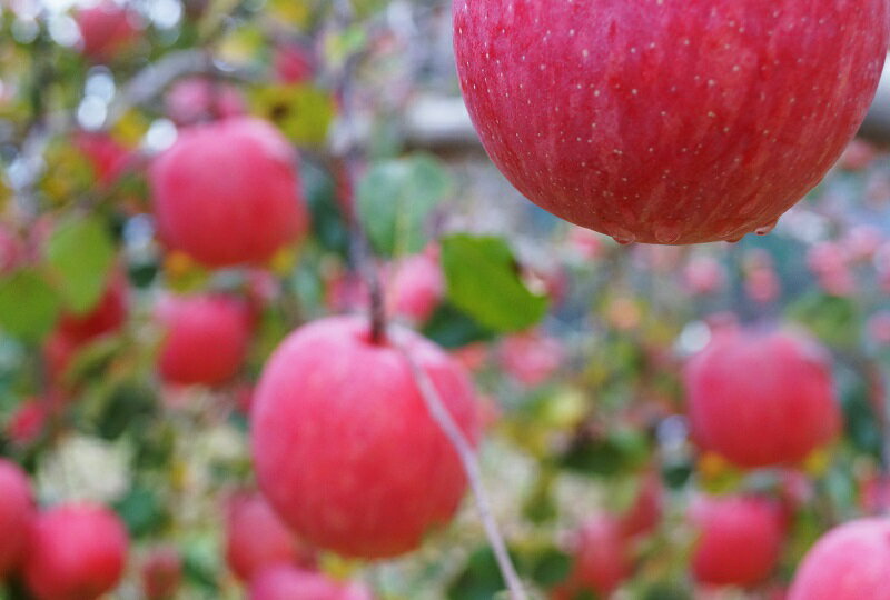 【ふるさと納税】 2025年先行予約 りんご 山梨県産 ふじ 極上ふじ 田丸りんご園 選べる 容量 2kg～10kg フルーツ 果物 果実 贈答 ギフト プレゼント 山梨 八ヶ岳南麓 北杜市 明野 送料無料 サムネイル3