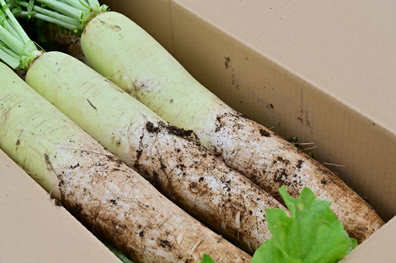 【ふるさと納税】 【2026年先行予約】 葉付き 大根 10本 セット 野菜 10kg程度 北杜市明野産 ダイコン 農薬不使用 有機肥料 新鮮 大根葉 生食 煮物 期間限定 山梨県 北杜市 送料無料 10000円 10000 1万円 - 画像2