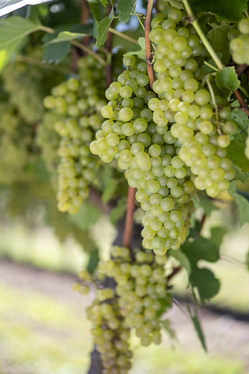 【ふるさと納税】 ワイン 白ワイン YOAKENO 天王原信濃リースリング2023 辛口 アルコール分12％ お酒 750ml 1本 母の日 父の日 送料無料 サムネイル2