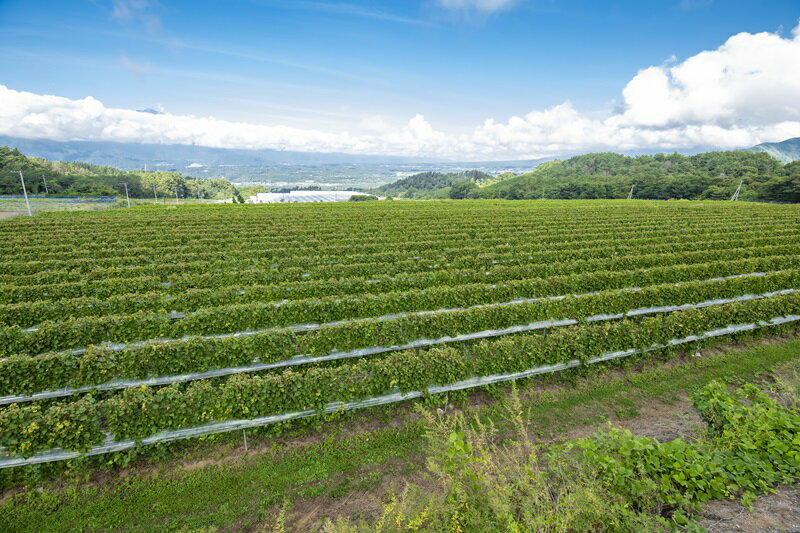 【ふるさと納税】 ワイン 白ワイン YOAKENO 天王原シャルドネ2023 辛口 アルコール分12.5％ お酒 750ml 1本 母の日 父の日 送料無料 サムネイル3