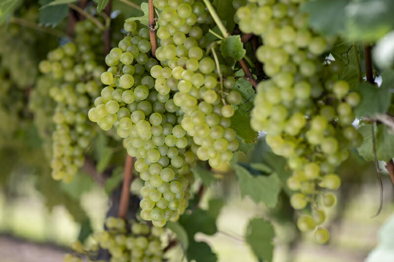 【ふるさと納税】 ワイン 白ワイン YOAKENO 天王原シャルドネ2023 辛口 アルコール分12.5％ お酒 750ml 1本 母の日 父の日 送料無料 サムネイル2