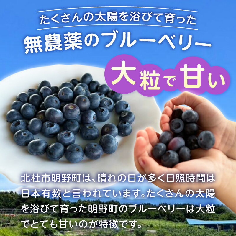 【ふるさと納税】 ブルーベリー 超大粒 選べる容量 500g 1000g 無農薬 フルーツ 生果 生果実 期間限定 明野産 山梨県 北杜市 明野町 送料無料 【2026年発送 先行予約】 サムネイル2