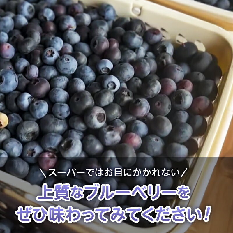 【ふるさと納税】 ブルーベリー 超大粒 選べる容量 500g 1000g 無農薬 フルーツ 生果 生果実 期間限定 明野産 山梨県 北杜市 明野町 送料無料 【2026年発送 先行予約】 サムネイル3