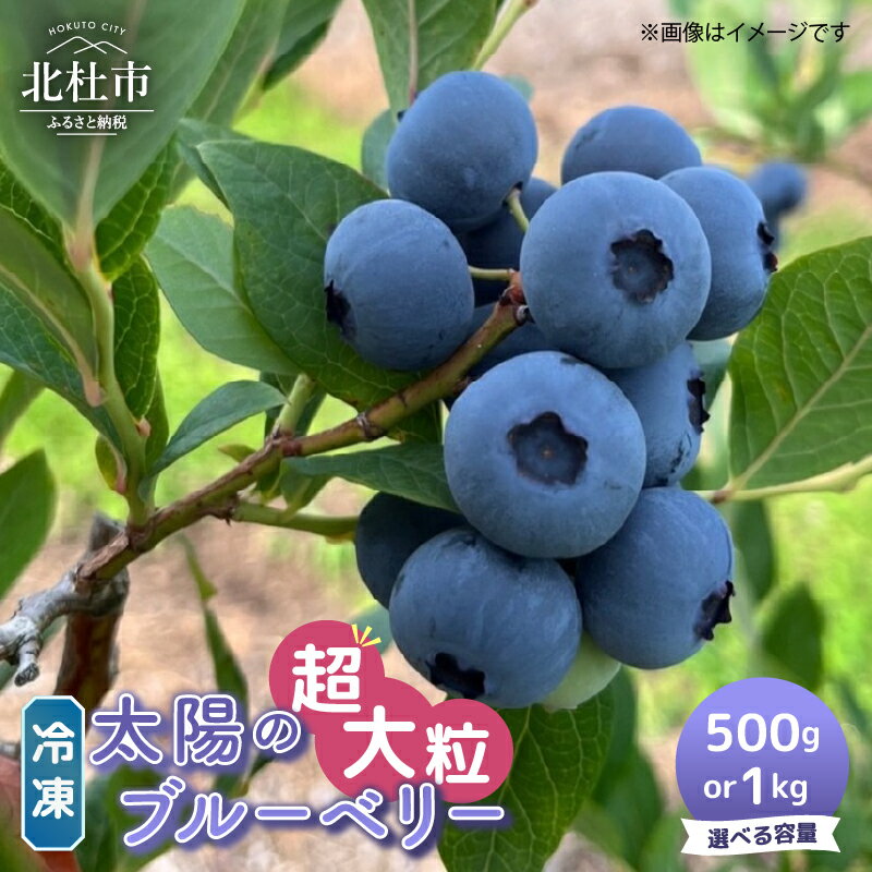 ブルーベリー 超大粒 冷凍 選べる容量 500g 1000g 無農薬 期間限定 数量限定 フルーツ くだもの 冷凍フルーツ 新鮮 ジュース ジャム お菓子 山梨県 北杜市 明野町 送料無料 9000円 9000 10000円以下