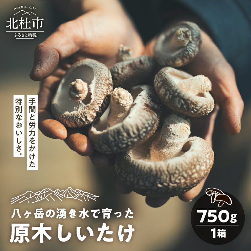 しいたけ 原木しいたけ 1箱 750g きのこ 椎茸 八ヶ岳 湧水 栄養 菌打ち 収穫 料理 冷蔵 山梨県 北杜市 送料無料
