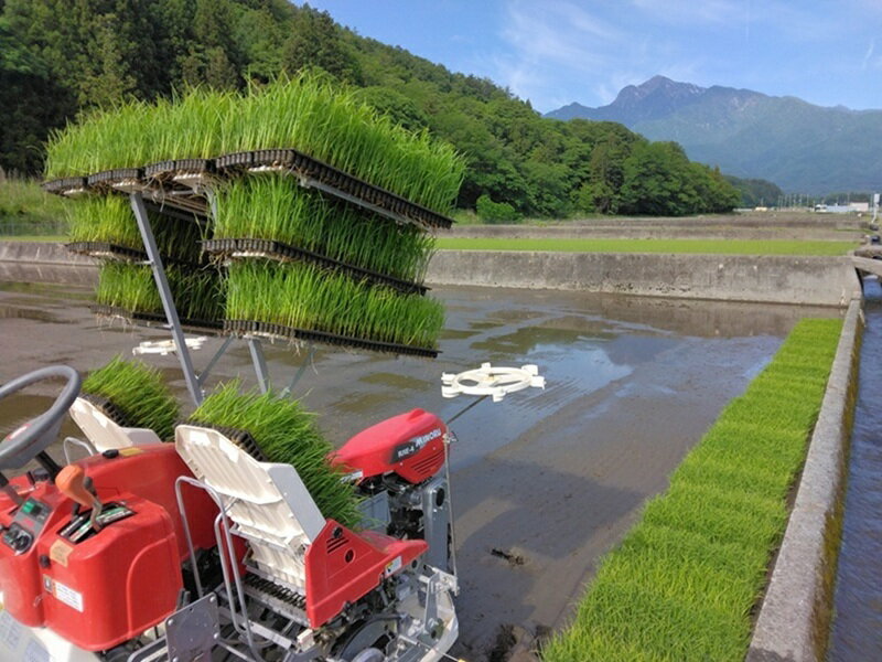 【ふるさと納税】 米 令和7年産 米冠位受賞 優秀金賞 武川米 ミルキークイーン お米 選べる種類 白米 玄米 選べる容量 1.5kg 5kg 自然農法 農薬・化学肥料不使用 残留農薬なし もっちもち お弁当 おにぎり 国産 山梨県 北杜市 送料無料 - 画像2