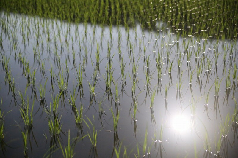 【ふるさと納税】 米 令和7年産 米冠位受賞 優秀金賞 武川米 ミルキークイーン お米 選べる種類 白米 玄米 選べる容量 1.5kg 5kg 自然農法 農薬・化学肥料不使用 残留農薬なし もっちもち お弁当 おにぎり 国産 山梨県 北杜市 送料無料 - 画像3