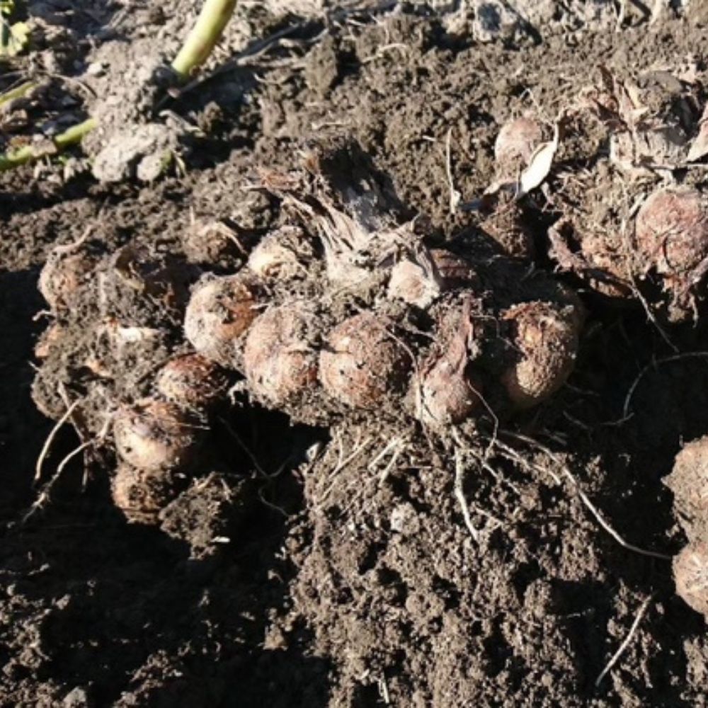 【ふるさと納税】 【先行予約】甲斐市産 八幡芋 2L～3Lサイズ 2.0kg ＜先行 予約 野菜 里芋 さといも いも ミクニ農園 特産 新鮮 産地直送 山梨県 甲斐市＞ AD-331 - 画像3