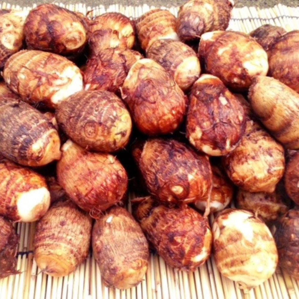 【先行予約】甲斐市産 八幡芋 2L～3Lサイズ 2.0kg ＜先行 予約 野菜 里芋 さといも いも ミクニ農園 特産 新鮮 産地直送 山梨県 甲斐市＞ AD-331