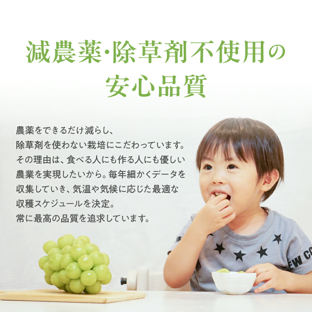 【ふるさと納税】 【2025年発送】『特別栽培』自然塾冬のシャインマスカット 約700g～1.4kg BM-2 サムネイル2