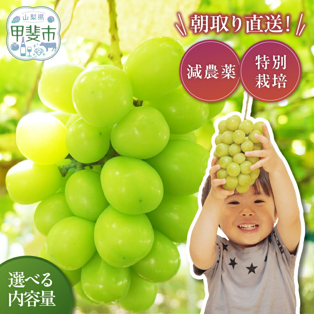 【来年（2026年/令和8年）発送＜先行予約＞】特別栽培 減農薬 シャインマスカット1.0 ~ 2.7kg / 特選 / 冬発送 CF-1