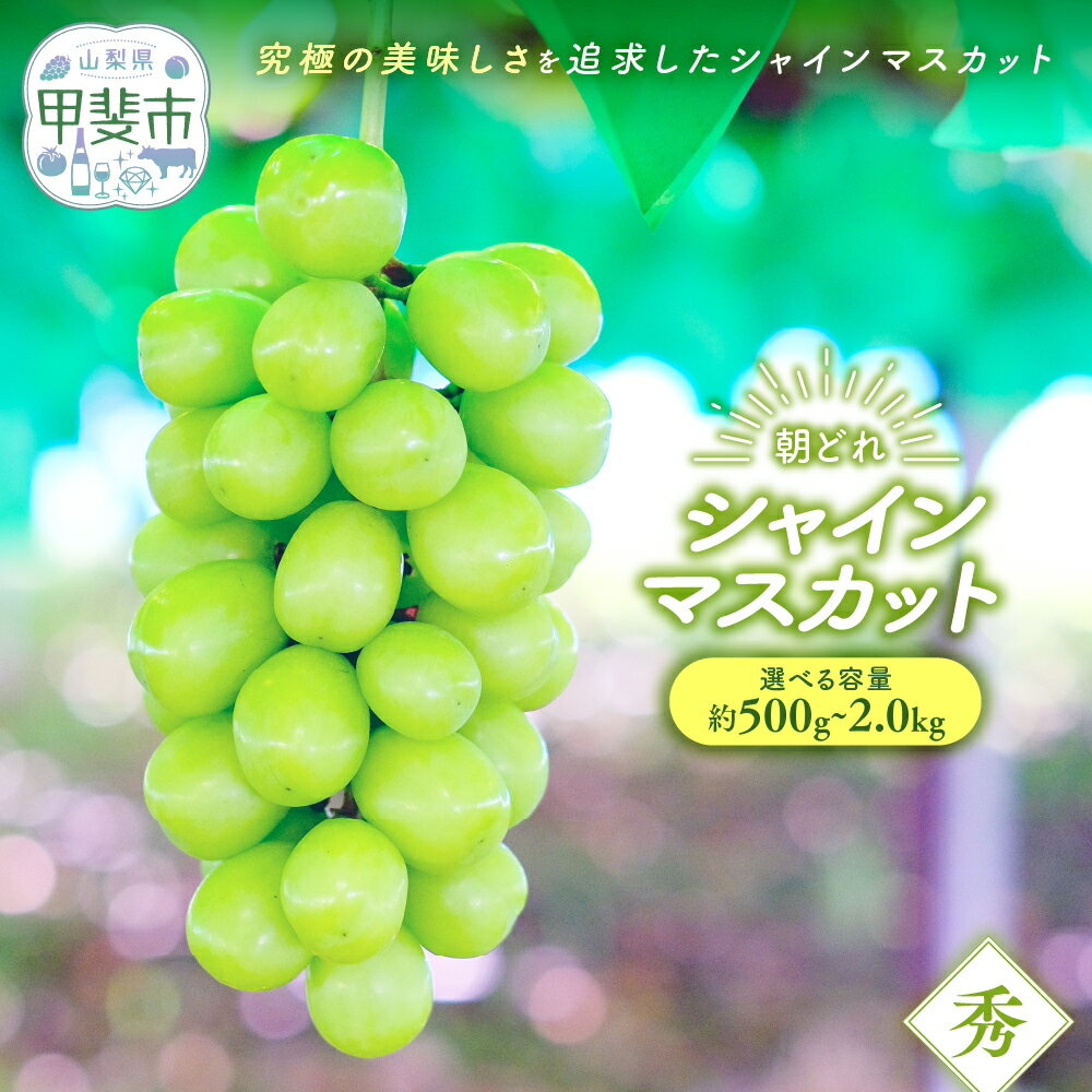 【来年（2026年/令和8年）発送＜先行予約＞】 朝採れ シャインマスカット 約500g～2kg 先行予約 先行 予約 山梨県産 産地直送 フルーツ 果物 くだもの ぶどう ブドウ 葡萄 シャイン シャインマスカット 新鮮 人気 おすすめ 国産 贈答 山梨 甲斐市 AV-1