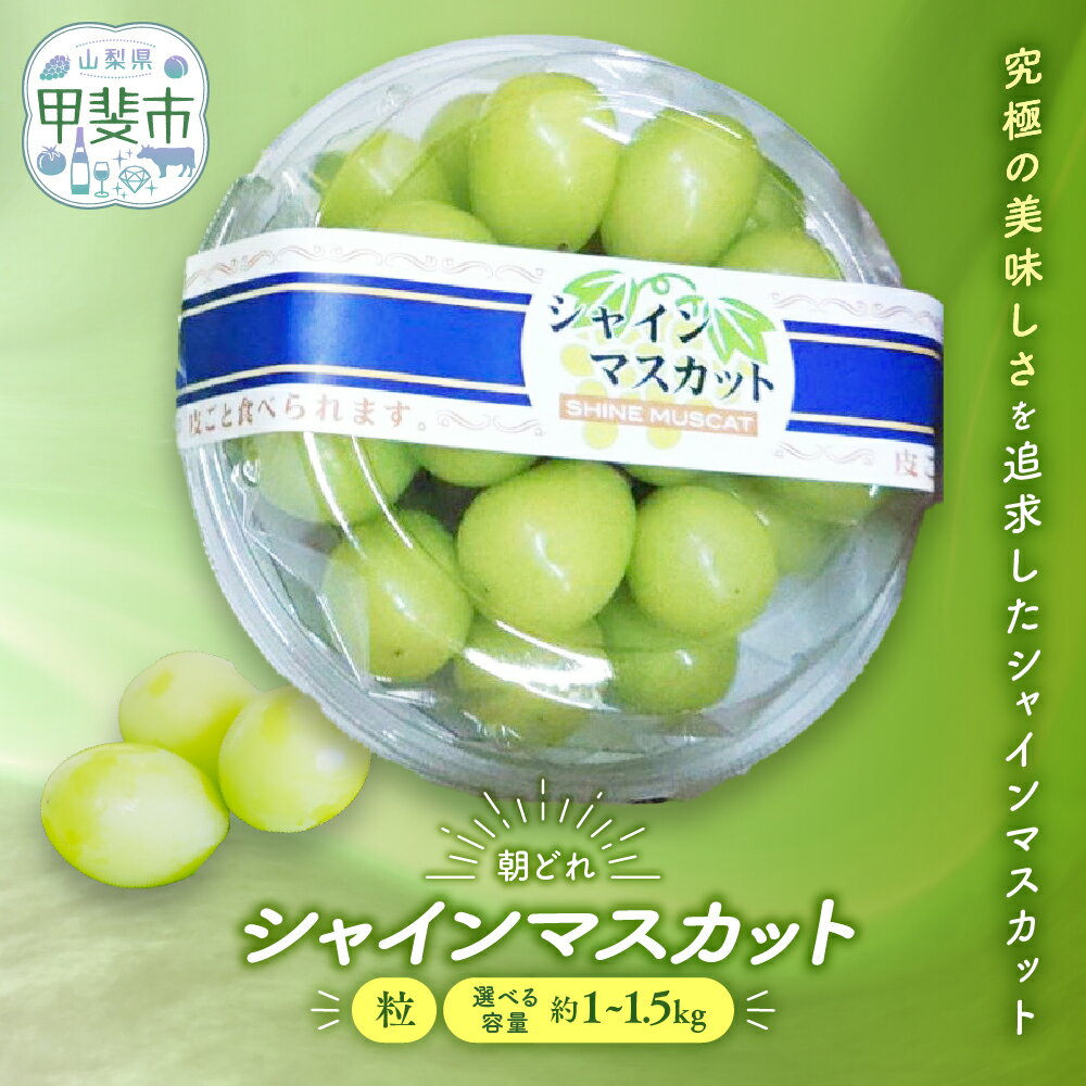 【来年（2026年/令和8年）発送＜先行予約＞】ご家庭用 訳あり シャインマスカット 粒 約1.0kg～1.5kg 減農薬 先行予約 先行 予約 山梨県産 国産 産地直送 贈答 フルーツ 果物 くだもの ぶどう 葡萄 シャインマスカット わけあり 新鮮 山梨 甲斐市 AV-29