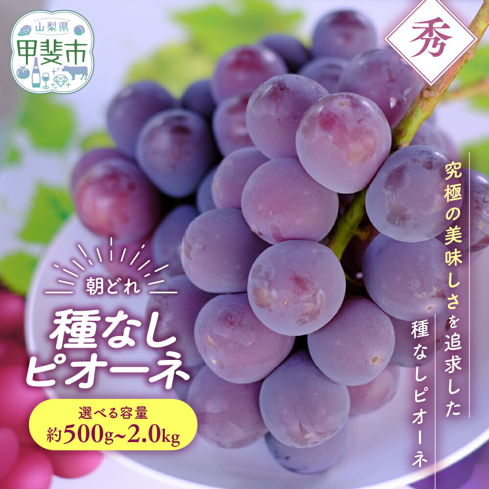 【来年（2026年/令和8年）発送＜先行予約＞】 種なし ピオーネ 1房 約500g～約2.0kg 先行予約 先行 予約 山梨県産 産地直送 フルーツ 果物 くだもの ぶどう ブドウ 葡萄 新鮮 人気 おすすめ 国産 贈答 ギフト お取り寄せ 令和8年発送分 山梨 甲斐市 AV-32
