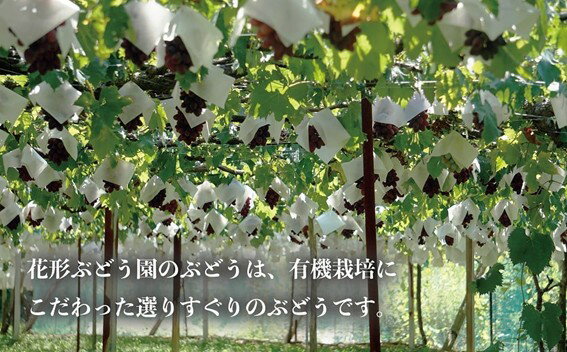 【ふるさと納税】【来年（2026年/令和8年）発送＜先行予約＞】希少品種　有機栽培にこだわった選りすぐりのぶどう　富士の輝　1房600g以上　山梨県産　産地直送　フルーツ　果物　ぶどう　葡萄　新鮮　おすすめ　国産　贈答　ギフト　山梨　甲斐市　CQ-1 サムネイル3