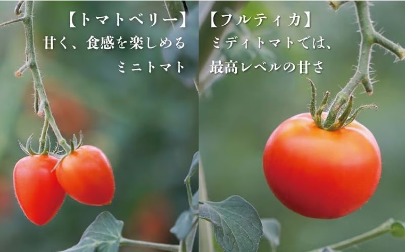 【ふるさと納税】【期間限定（3〜7月）】赤坂とまとの完熟セット　DE-1 - 画像3