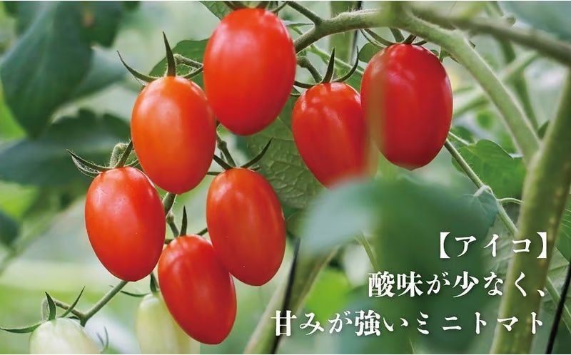 【ふるさと納税】【期間限定（3〜7月）】赤坂とまとの完熟セット　DE-1 - 画像2