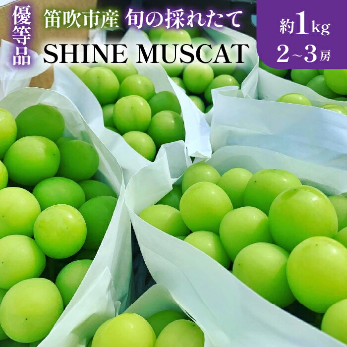 【2026年発送★先行予約】山梨県笛吹市産　旬の採れたてシャインマスカット 優等品 約1kg　2〜3房 ふるさと納税 シャインマスカット 笛吹市 国産 人気 期間限定 ぶどう ブドウ 葡萄 旬 果物 フルーツ 山梨県 送料無料 105-017-26y