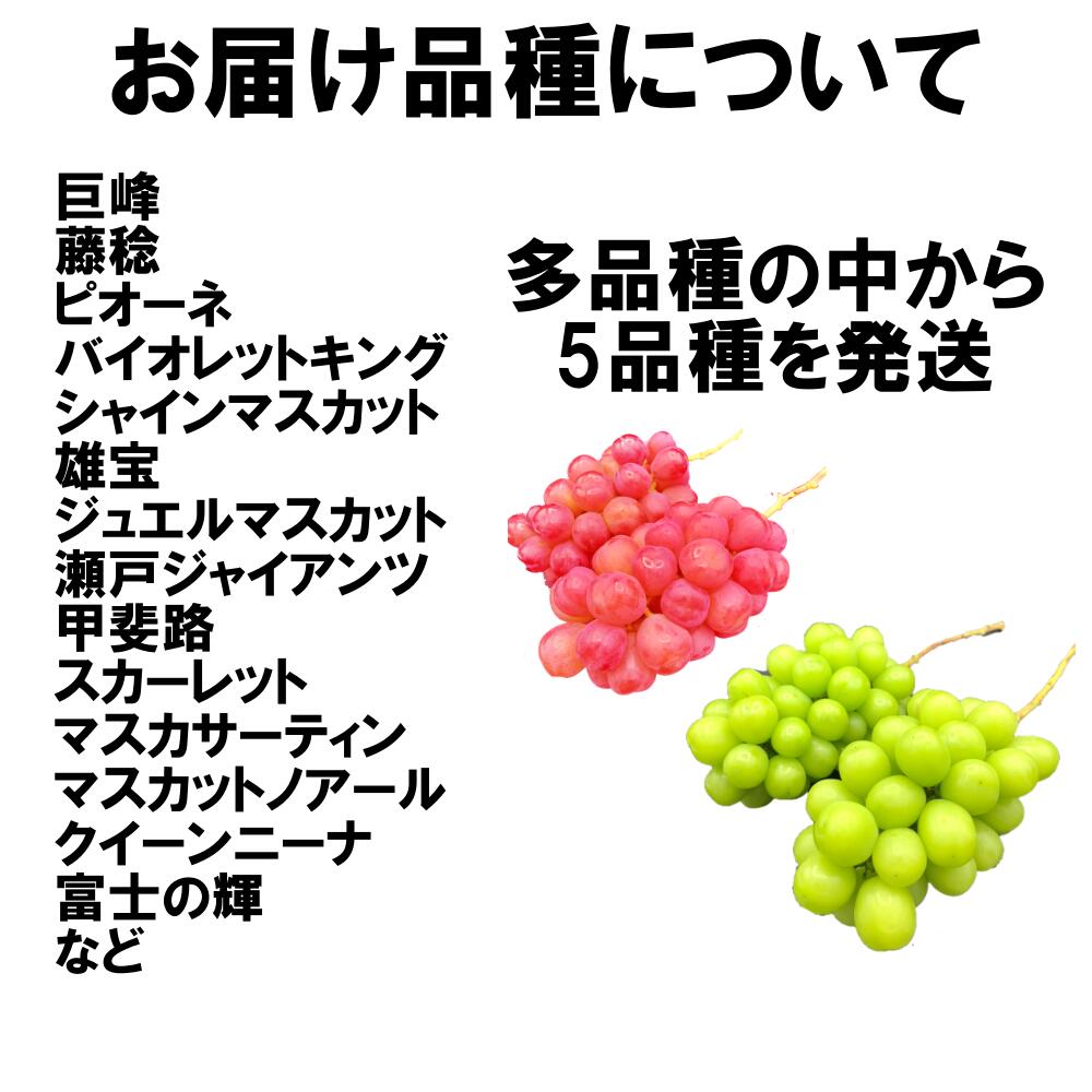 【ふるさと納税】【2026年発送★先行予約】山梨県産　ぶどう狂い　【シャインマスカットを含む旬のぶどう5種】旬を迎えた順から発送　【定期便　約1kg　全5回】　期間限定 ぶどう 人気 贈答 ギフト 中元 旬 果物 フルーツ 山梨県 笛吹市 リピート 送料無料 105-005 - 画像2