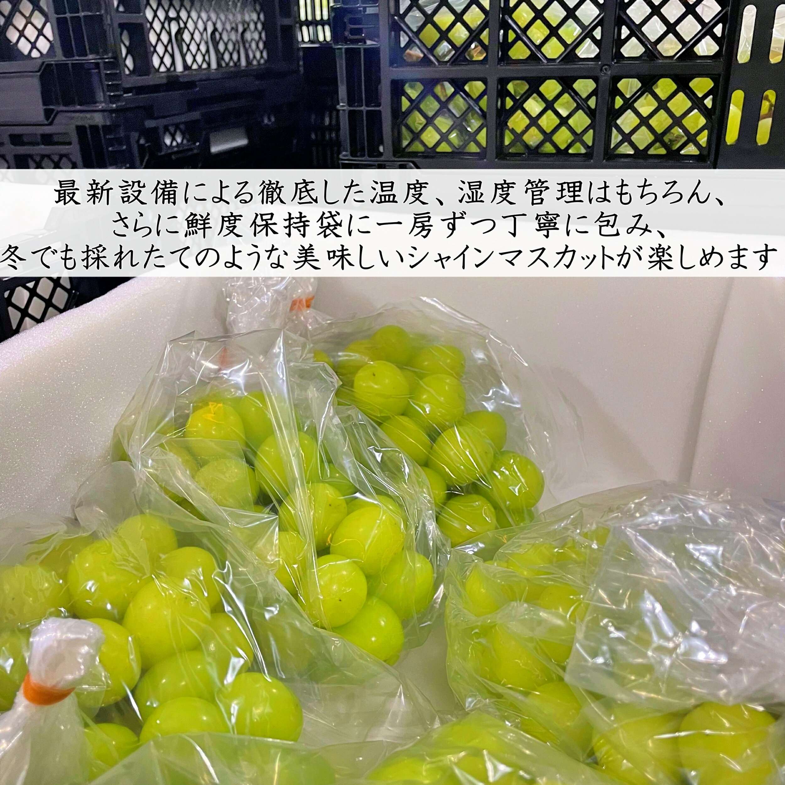 【ふるさと納税】＜25年発送先行予約＞【2026年発送★先行予約】 冬季限定！！ 山梨県笛吹市産 クリスマスシャインマスカット 約1.0kg 2〜3房 ふるさと納税 クリスマス 笛吹市 人気 期間限定 ぶどう ブドウ 葡萄 プレゼント 贈り物 果物 フルーツ 山梨県 送料無料 105-020 サムネイル3