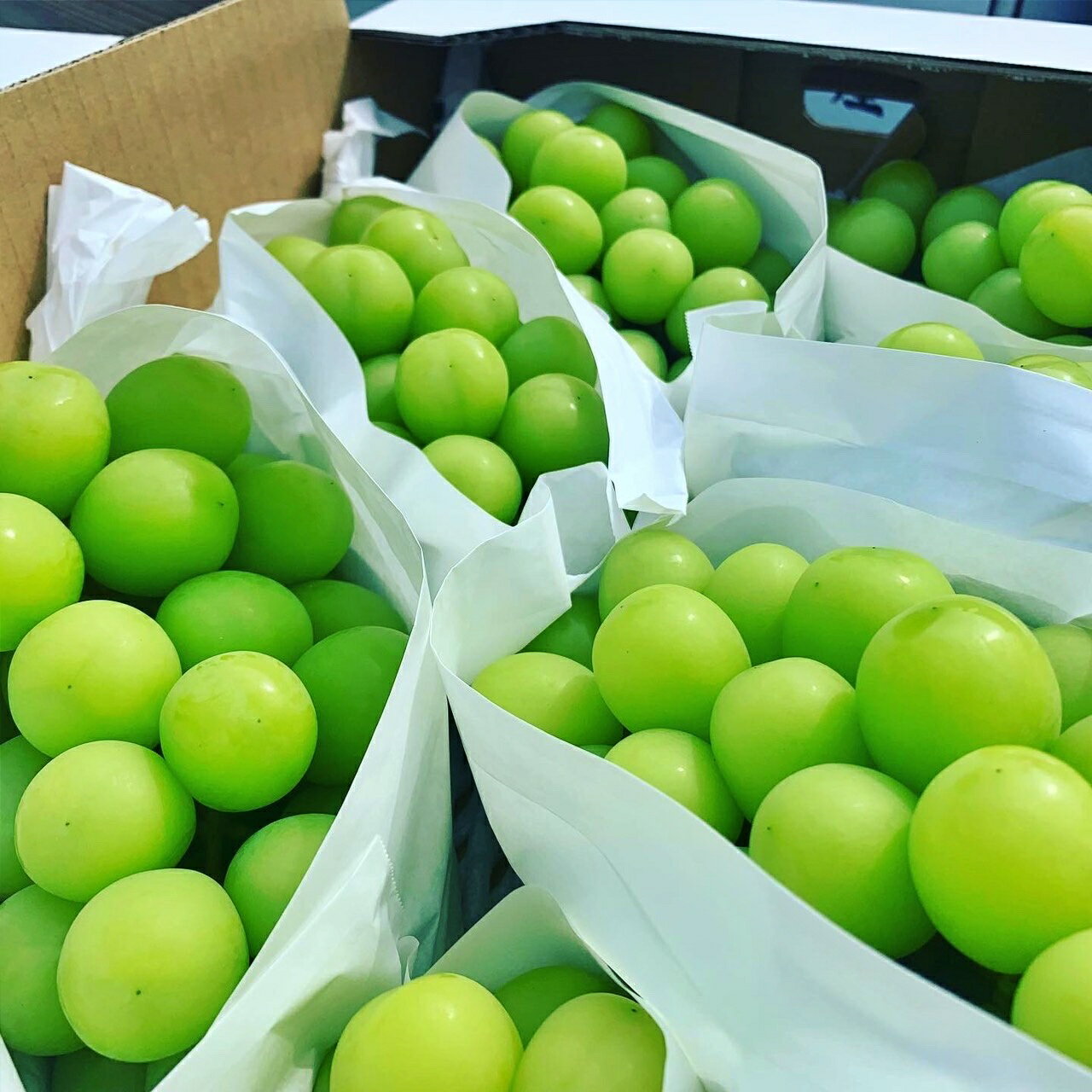 【ふるさと納税】＜25年発送＞【2026年発送★先行予約】山梨県笛吹市 特選 旬の採れたてシャインマスカット 約1.2kg 2〜3房 ふるさと納税 シャインマスカット 笛吹市 国産 人気 ぶどう ブドウ 葡萄 贈り物 プレゼント 旬 果物 フルーツ 山梨県 送料無料 105-001 サムネイル3