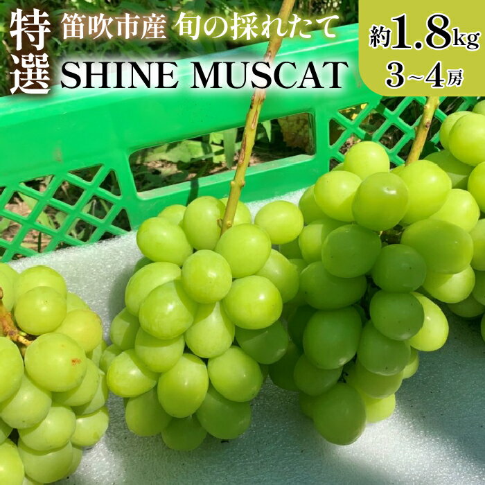 ＜25年発送＞【2026年発送★先行予約】山梨県笛吹市 特選 シャインマスカット 約1.8kg 3房〜4房 　ふるさと納税 シャインマスカット 笛吹市 国産 人気 期間限定 ぶどう ブドウ 葡萄 贈り物 ギフト プレゼント 旬 果物 フルーツ 山梨県 送料無料 105-002