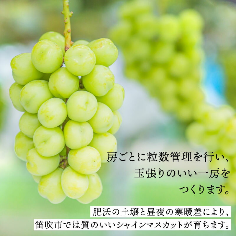 【ふるさと納税】【2026年発送★先行予約】さわやかに滴る シャインマスカット 2kg~3kg 数量限定 無くなり次第終了シャインマスカット 笛吹市 国産 人気 期間限定 ぶどう ブドウ 葡萄 旬 果物 フルーツ 山梨県 送料無料 065-023 - 画像3