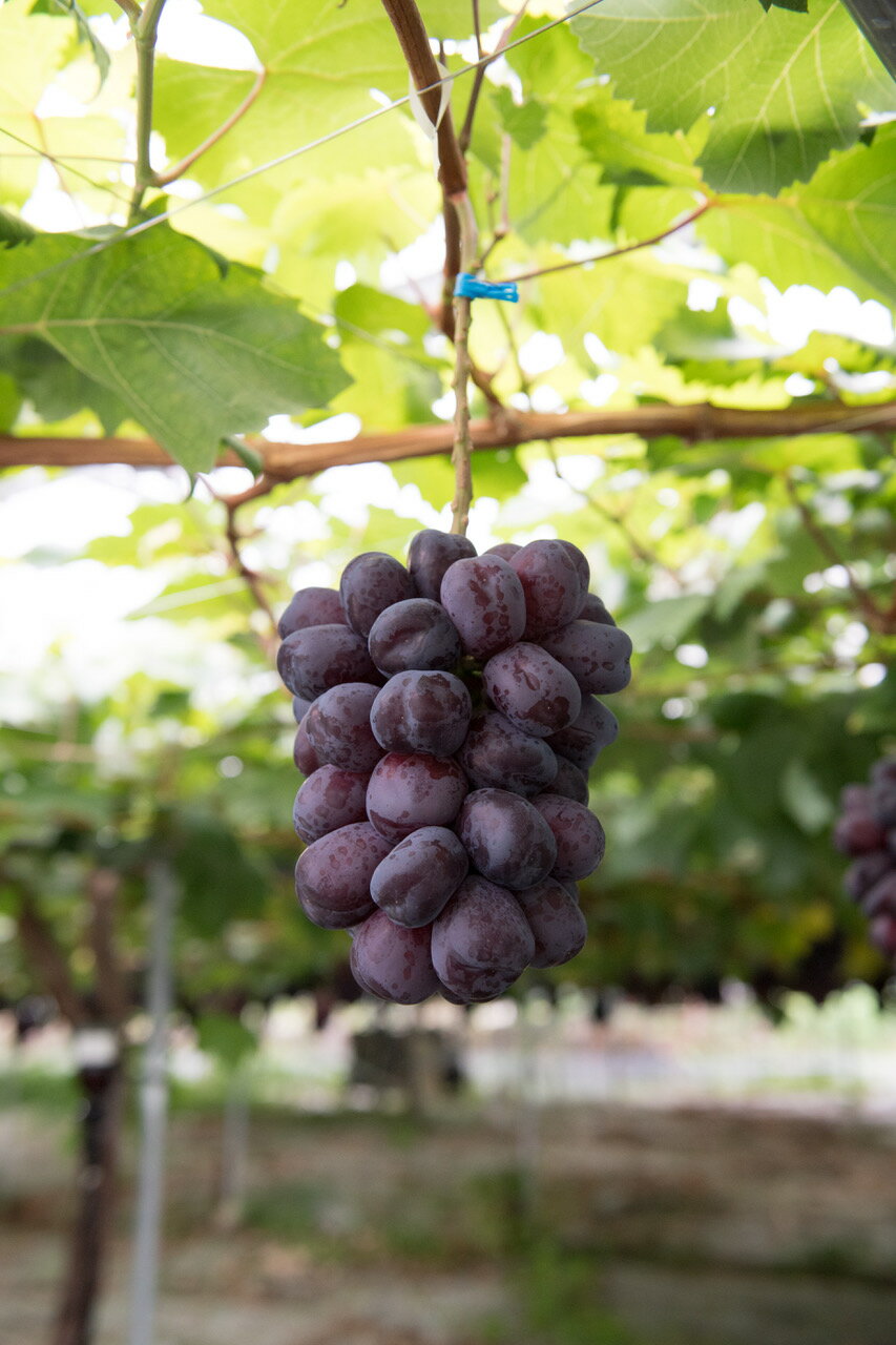 【ふるさと納税】【2026年発送★先行予約】希少 大粒ぶどう 富士の輝き 約700g〜 【選べる容量】 小林農園のブラックシャインマスカット ぶどう 笛吹市 山梨県産 人気 期間限定 旬 果物 フルーツ 送料無料 お中元 帰省 贈答 ギフト 097-009 - 画像3