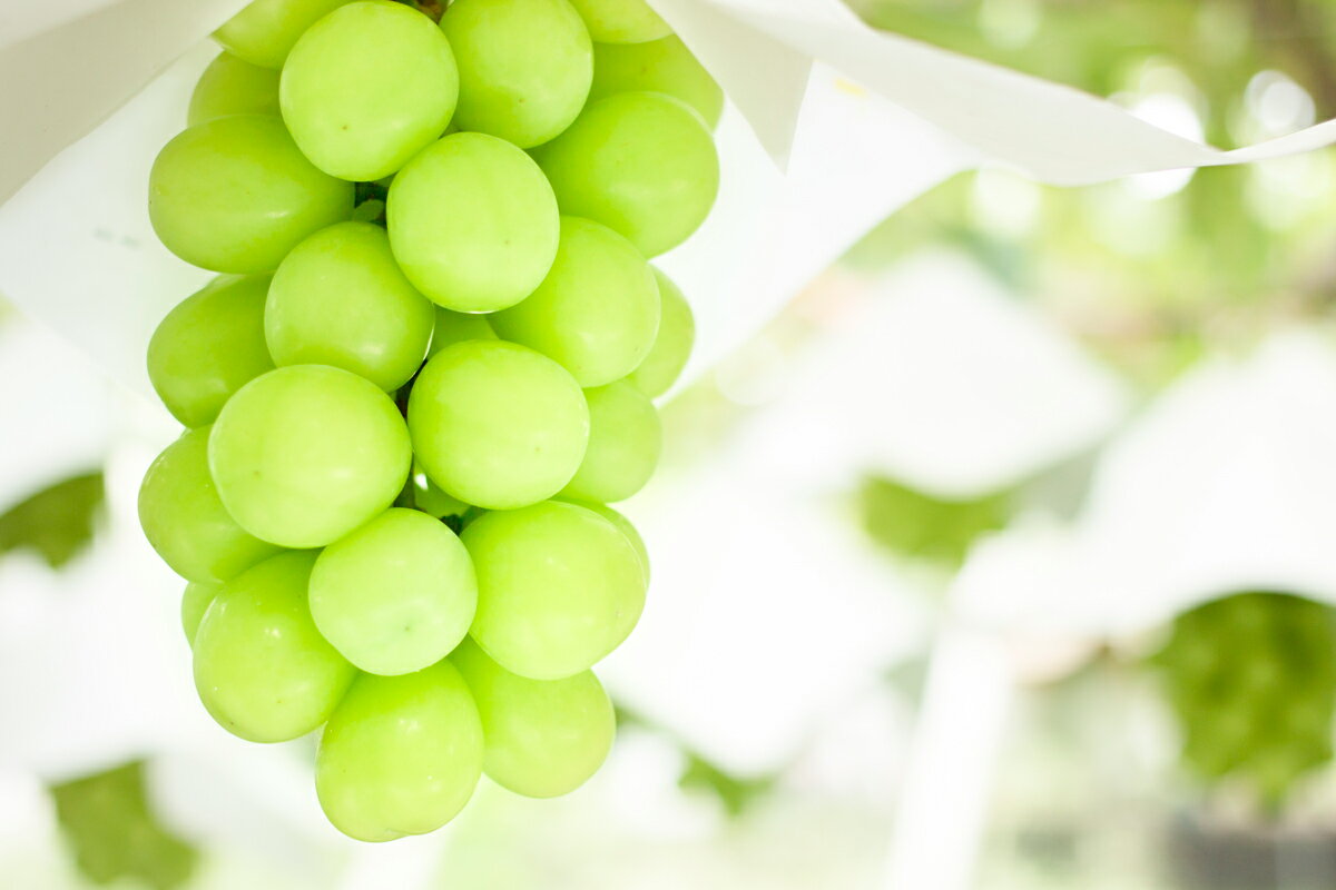 【ふるさと納税】山梨県産 シャインマスカット 100％ワイン750ml×1本 ふるさと納税 ワイン シャインマスカット 笛吹市 山梨ワイン 酒 アルコール 山梨県 記念品 お祝い 送料無料 088-008 サムネイル2