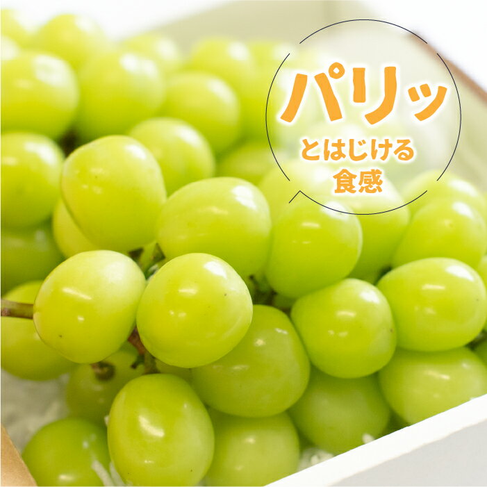 【ふるさと納税】【2026年発送★先行予約】シャインマスカット 約1.2kg(2-3房)/約2.2kg(3-5房) 【選べる容量・配送曜日】 (沖縄・離島配送不可) 期間限定 パリッとはじける食感 ぶどう 人気 贈答 ギフト 中元 お盆 帰省 旬 果物 フルーツ 山梨県産 笛吹市 リピート 106-003 サムネイル3