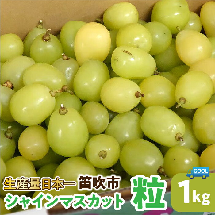 【2026年発送★先行予約】 シャインマスカット 粒 1kg (沖縄・離島配送不可) 期間限定 さわやかな甘さ パリッとはじける食感 芳醇 上品な香り ご自宅用 ぶどう 人気 お盆 帰省 旬 果物 くだもの 山梨県 笛吹市 リピート 高評価 送料無料 自社農園 106-020