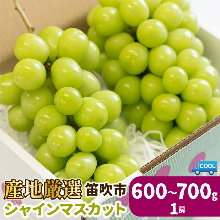 【2026年発送★先行予約】シャインマスカット 600g〜 1房 (沖縄・離島配送不可) 期間限定 パリッとはじける食感 ぶどう 人気 贈答 ギフト 中元 お盆 帰省 旬 果物 フルーツ 山梨県産 笛吹市 リピート 106-021