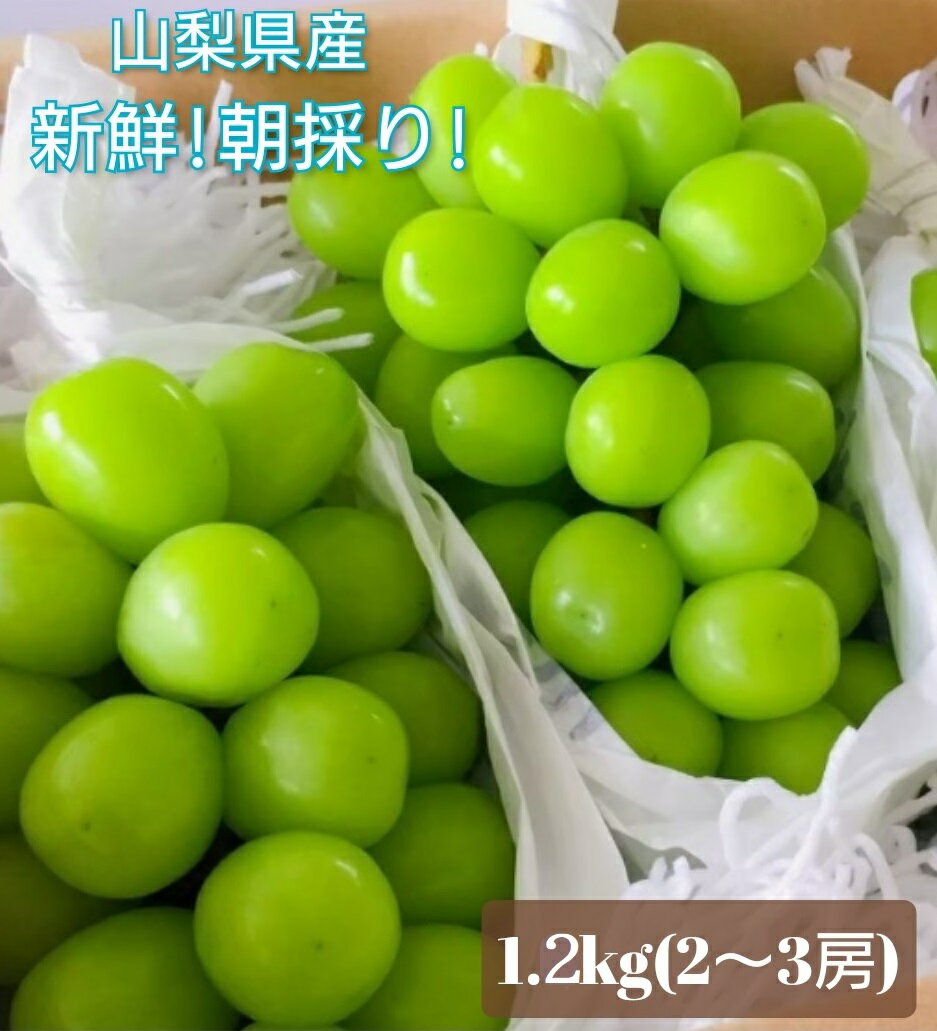 【2026年発送★先行予約】クール便配送 シャインマスカット 約1.2kg以上（2〜3房）産地厳選 山梨県 笛吹市産 大人気 果物 送料無料 ※青果のため沖縄県・離島への発送不可となります。