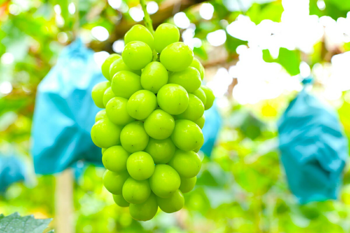 【ふるさと納税】【2026年発送★先行予約】クール便配送 シャインマスカット 約1.2kg以上（2〜3房）産地厳選 山梨県 笛吹市産 大人気 果物 送料無料 ※青果のため沖縄県・離島への発送不可となります。 サムネイル3