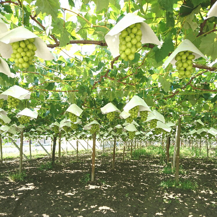 【ふるさと納税】【2026年発送★先行予約】農園直送！濃厚シャインマスカット 【選べる容量 600gから2kg】　※クール便配送 ふるさと納税 おすすめ ランキング 笛吹市 国産 人気 期間限定 ぶどう ブドウ 葡萄 旬 果物 フルーツ 山梨県 送料無料 109-001 - 画像3