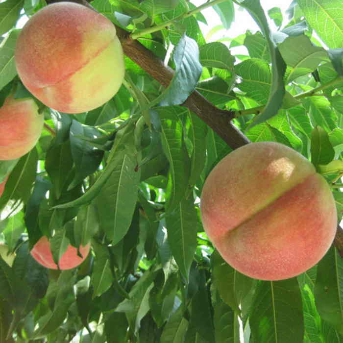 【ふるさと納税】通年定期便★ふえふき旬のフルーツ（桃・シャインマスカット）【M】 ★楽天限定★ふるさと納税 おすすめ ランキング もも 桃 笛吹市 国産 人気 期間限定 果物 フルーツ おやつ デザート ピーチ 旬 山梨県 送料無料 109-014 サムネイル2