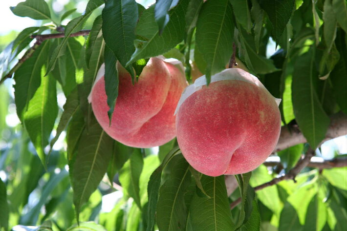 【ふるさと納税】＜25年発送先行予約＞&【2026年発送★先行予約】 やまなし旬の果実 笛吹の朝採り桃 【選べる重量1.5〜3kg】 ふるさと納税 もも 桃 笛吹市 国産 人気 期間限定 果物 フルーツ 旬 山梨県 ギフト 贈答 プレゼント 高評価 リピート 送料無料 065-017 サムネイル3