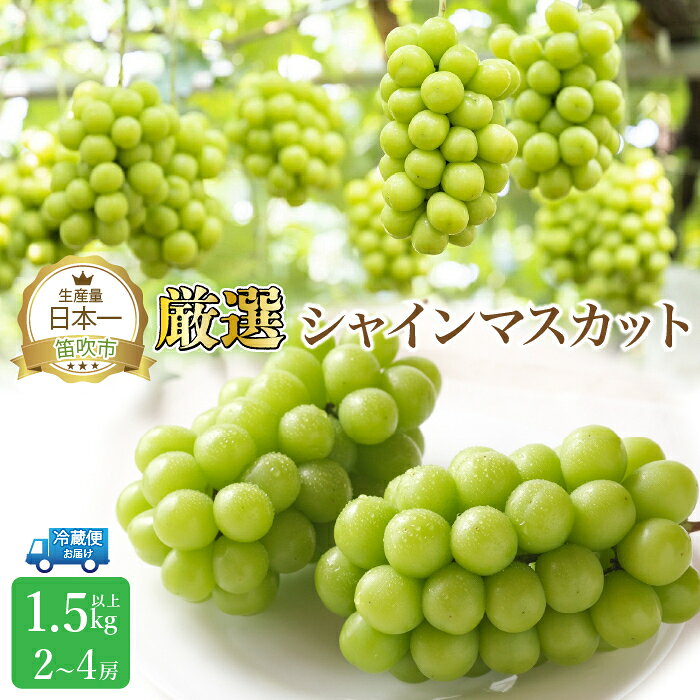 【2026年発送★先行予約】厳選シャインマスカット 1.5kg以上 2～4房 笛吹市 国産 人気 期間限定 ぶどう ブドウ 葡萄 旬 果物 フルーツ 山梨県 送料無料 111-014