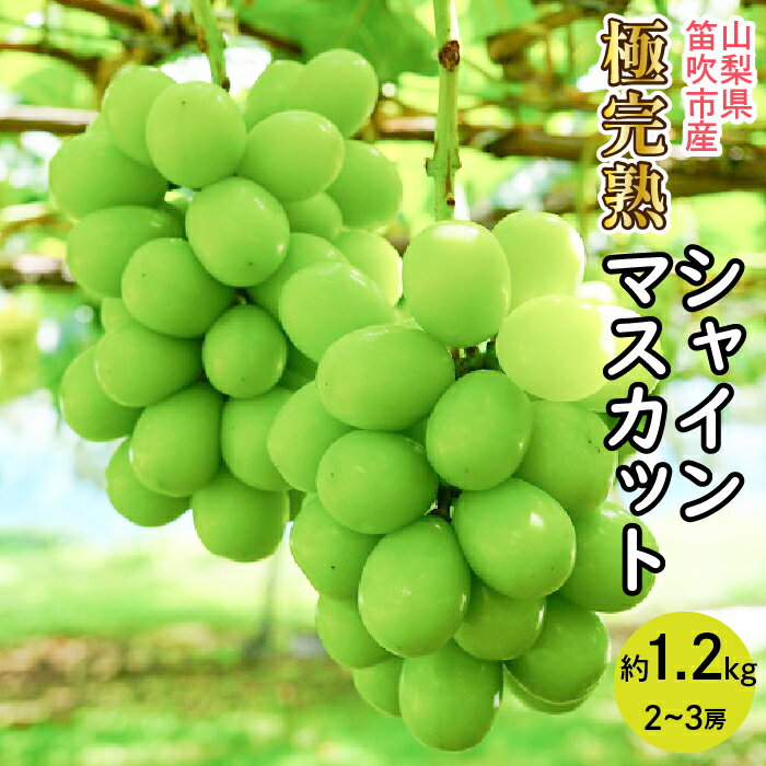 ＜25年発送＞【2026年発送★先行予約】☆絶品☆ シャインマスカット 2-3房約1.2kg ふるさと納税 おすすめ ランキング シャインマスカット 笛吹市 国産 人気 期間限定 ぶどう 葡萄 果物 甘い デザート おやつ 山梨県 送料無料 090-004