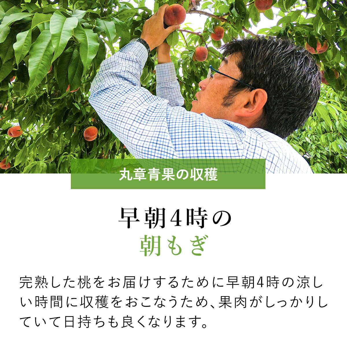 【ふるさと納税】【2026年発送★先行予約】笛吹市産 こだわりの 桃 約1.5kg 〜 約5.0kg 〈選べる内容量〉沖縄・離島配送不可 期間限定 もも ピーチ 人気 贈答 ギフト 中元 お盆 帰省 果物 フルーツ 山梨県 リピート 高評価 芳醇 選別 送料無料 090-010 サムネイル3